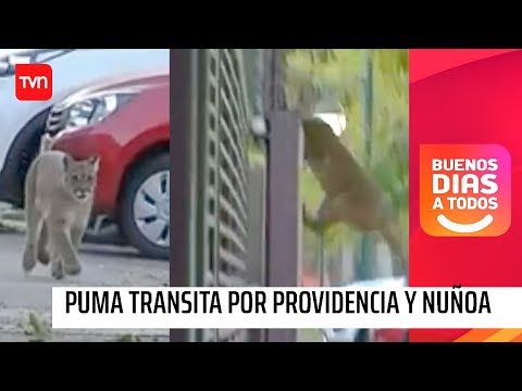 Puma transita por las calles de Providencia y Ñuñoa | Buenos días a todos