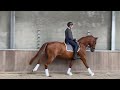 Dressage horse SUPERBRAVE 3 JARIGE RUIN VAN  FOR ROMANCE X WELTMEYER