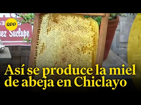 Chiclayo: ¿Cómo es la producción de miel?