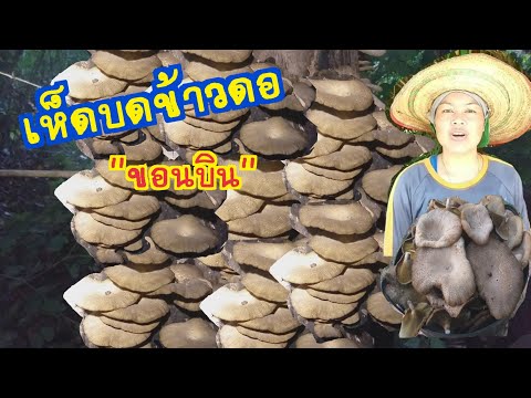 เห็ดบดข้าวดอเป็นยังไงและขอนบ