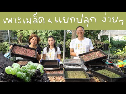 วิธีเพาะเมล็ด-&-แยกปลูก-วัสดุป วิธีเพาะเมล็ด-&-แยกปลูก-วัสดุป