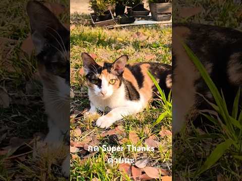 แมวลายพันธุ์ดุพยายามจะเชื่องก