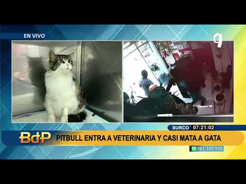 Furia animal: Perro de raza Pitbull ingresa a veterinaria y ataca a una gatita