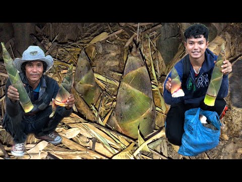 หาหน่อไม้ไผ่บ้าน!-แต่ละกอเยอะม หาหน่อไม้ไผ่บ้าน!-แต่ละกอเยอะม