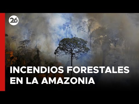 BRASIL | Incendios forestales fuera de control en el norte de la Amazonia