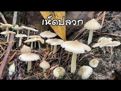 อีสานบุก.เก็บเห็ดปลวกหลังฝนตก🍄