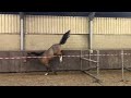 Springpferd Te koop springpaard