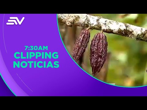 La recolección de cacao se hace cada 21 días en el noroccidente de la provincia de Pichincha
