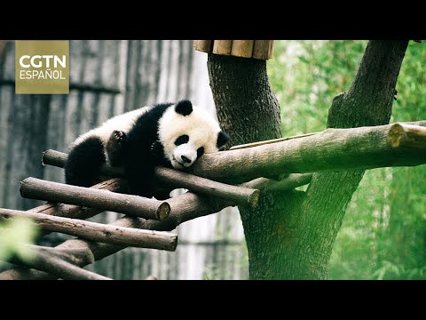 Esfuerzos de China por preservar a la especie del panda gigante, una historia de éxito