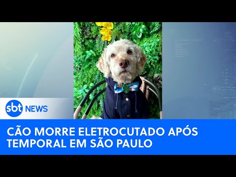 Cachorro morre eletrocutado com fio rompido durante temporal em SP | #SBTNewsnaTV (14/10/24)