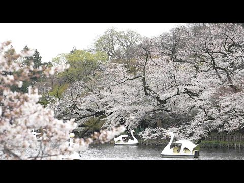 Japon : Tokyo s'émerveille devant ses cerisiers en fleurs | AFP