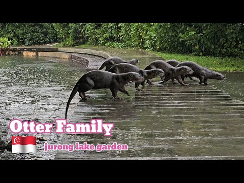 otterfamilyinsingapore