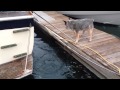 Sea Otter vs Australian Cattle Dog