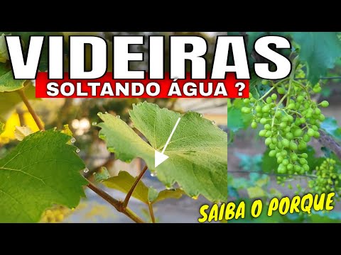 Por que sua Videira está Soltando Água pelas Folhas ? Tudo sobre Gutação