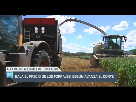 El Campo | Baja el precio de los forrajes según avanza el corte | 03/05/24