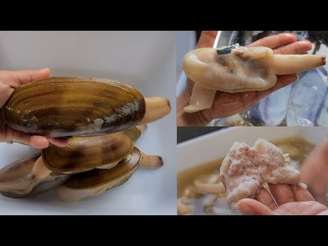 ทำความสะอาดหอยหลอด/razor-clam ทำความสะอาดหอยหลอด/razor-clam