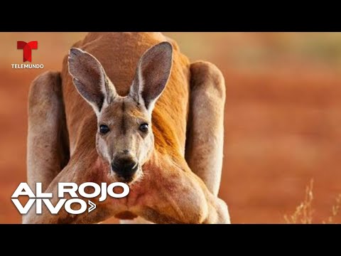 Identifican canguros gigantes que habitaron Australia hace 40?000 años