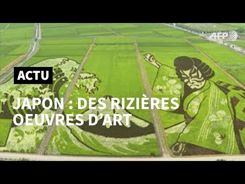 Une ville japonaise transforme ses rizières en oeuvre d'art | AFP