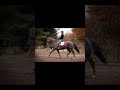 Dressage horse Aansprekende Ster-PROK merrie van Dream Boy x Samber