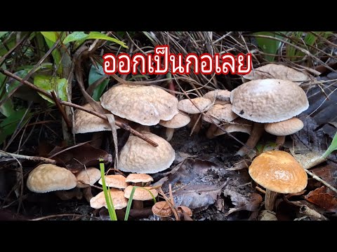 สาวแพรว พาไป เห็ดผึ้งข้าวออกเป็นกอๆออกเป็นหมู่เห็ดผึ้งตองเห็ดผึ้งนกยูงก็อ