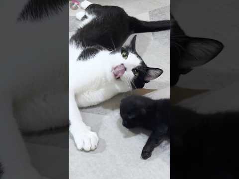 A resident cat gets excited at the first meeting with a kitten #shorts