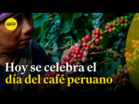 Día del café peruano: ¿cómo va el avance de café de desarrollo alternativo?