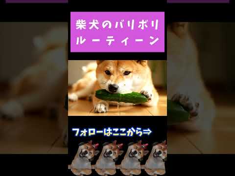 柴犬のおやつルーティーン #shorts