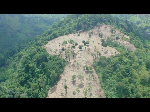 NOTIVOS || U$115.7 millones fueron aprobados para reducir la deforestación en Bosawás y Río San Juan