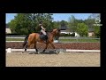 حصان الفروسية Talentvol dressuurpaard