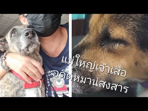 อัพเดทแม่ใหญ่🐕เสืออดีตที่น่าสง