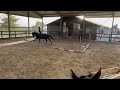 Show jumping horse Fijn springpaard cornet’s diamond
