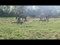 Dressuurpaard Super aansprekend merrie veulen te koop
