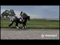 Dressage horse Hele chique brave 4-jarige zwarte merrie