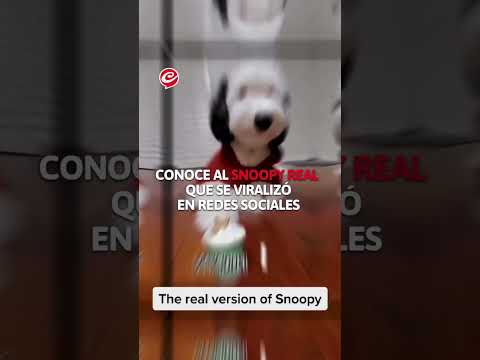 Conoce al #Snoopy real que se viralizó en las redes