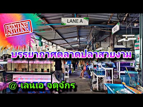 เลนเอในตลาดปลาจตุจักรวันธรรม