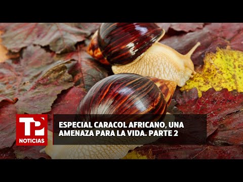 Plaga del caracol africano en el Valle: Un especial de Telepacífico Noticias |07.07.2024| TPNoticias