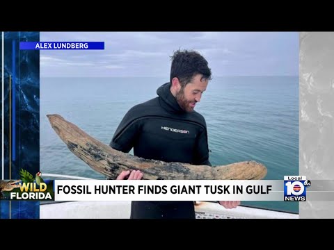 Florida fossil hunter finds giant tusk in the gulf