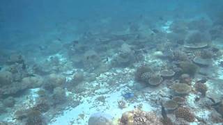 Maldives- Banana reef snorkeling 