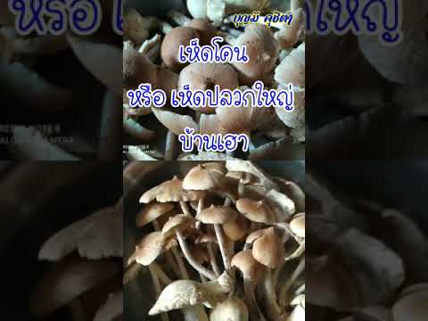 เห็ดโคน เห็ดโคน