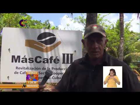 Incrementará Proyecto Más Café 3 del oriente de Cuba niveles de producción