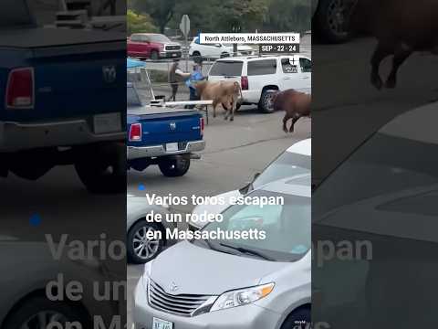 Varios toros escaparon de un rodeo y causaron momentos de pánico