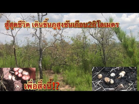 สู้สุดชีวิตเดินขึ้นภูสูงชันเ