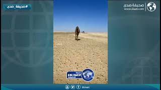 ضاعت علومها في البر