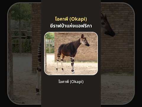 โอคาพี(Okapi)ยีราฟป่าแห่งแอฟ