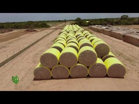 Calidad Agrícola - Plantación Algodonera Chaco
