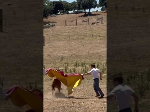 Torero por un día: las imágenes de Almeida con una vaquilla en un tentadero a campo abierto.