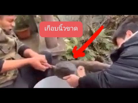 ดีนะเป็นปลาฟา-ถ้าเป็นเต่านิ้วข ดีนะเป็นปลาฟา-ถ้าเป็นเต่านิ้วข