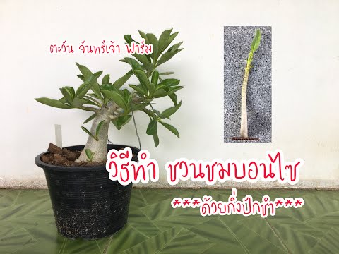 วิธีทำ-ชวนชมบอนไซ-#ด้วยกิ่งปัก วิธีทำ-ชวนชมบอนไซ-#ด้วยกิ่งปัก