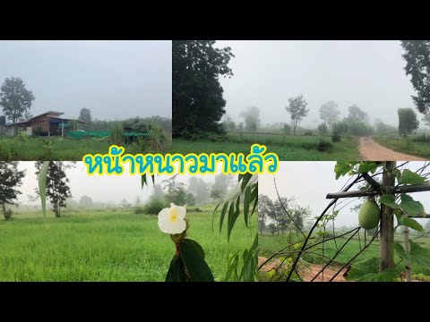 บรรยากาศบ้านสวน-ทุ่งนาเขียวขจี บรรยากาศบ้านสวน-ทุ่งนาเขียวขจี