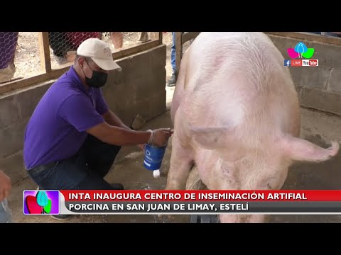 INTA inaugura Centro de Inseminación Artificial Porcina en San Juan de Limay, Estelí